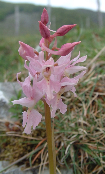 Orchis x colemanii (ibrido: Or. mascula x Or. pauciflora)